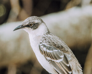 Galapagos Mockingbird