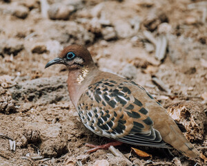 Close-up of a Galapagos dove foraging on the ground in the Galapagos Islands, Ecuador