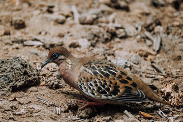 Fototapeta premium Close-up of a Galapagos dove foraging on the ground in the Galapagos Islands, Ecuador