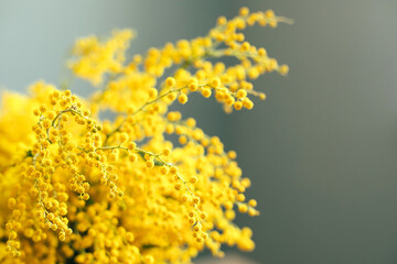 Obraz premium Yellow Mimosa flowers on grey wall background. Spring season concept. Selective focus. Copy space