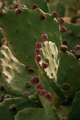 photo of a cactus called prickly pear with purple fruits on it