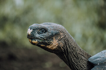 Fototapeta premium Head closeup of Galapagos Giant Turtle in meadow, Santa Cruz Galapagos, Ecuador