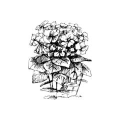 Tobacco plant with leaf and flower. Vintage hatching black illustration. Isolated on white