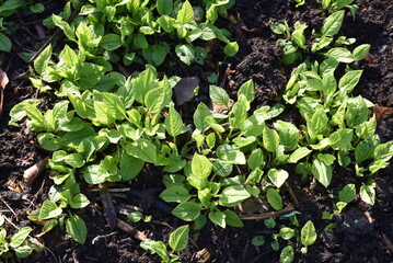 Jeunes pousses au jardin au printemps