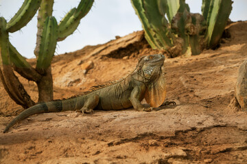 Close up photo of Iguana, also known as the American iguana, is a large, arboreal, mostly herbivorous species of lizard of the genus Iguana.
