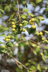 green olives on a branch