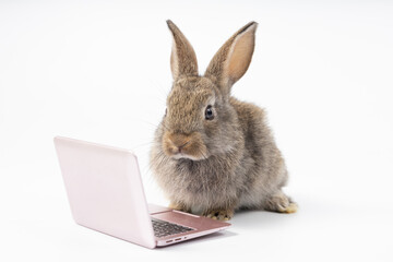 intelligent rabbit using laptop computer for work, isolated on white background