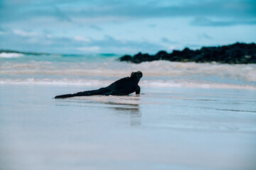 Obraz premium Galápagos marine iguana coming out of water 