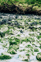 Galápagos marine iguana walking through sand and algae