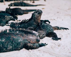 Galápagos marine iguanas