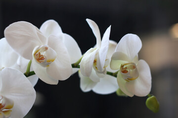 Fototapeta na wymiar White orchid flower at the window