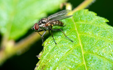 close-up view of a fly sitting on a leaf. Impressiv example for macrophotography