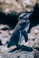 Galapagos Penguin on the rock, Bartolome island, Galapagos 