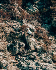 Nazca boobie nesting on the cliff, Galapagos 