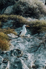 Nazca booby on the cliff, galapagos, Ecuador 