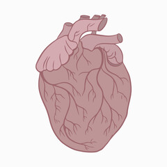 Human heart with a circulatory system. Vector illustration. Isolated element on a white background.