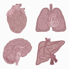 Internal organs of a person with a circulatory system. Vector illustration of heart, brain, lungs and liver. Isolated elements on a white background.