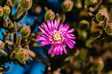 close up of a purple flower