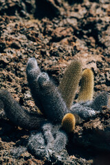 Lava Cactus on Bartolome Island