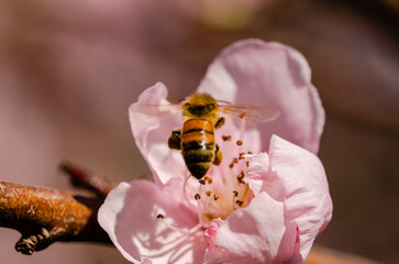 close up of a bee on a pink flower