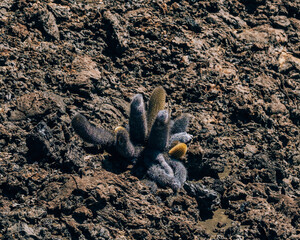 Lava Cactus on Bartolome Island