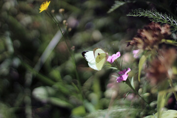 A light butterfly drinks nectar on a pink carnation flower in the garden on a sunny summer day
