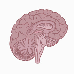 Human brain with circulatory system. Vector illustration. Isolated element on a white background.