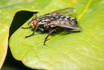 close-up view of a fly - very small details visible