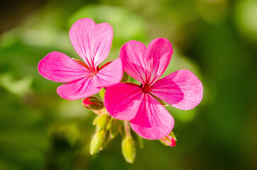 Close up of pink flowers