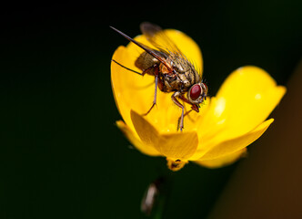 close-up view of a fly - very small details visible