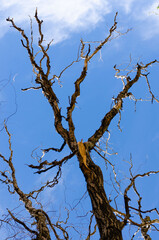 dry tree branches against blue sky