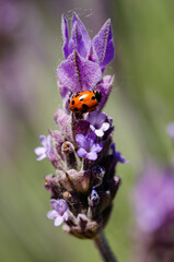 Close up of a ladybug on a lavender flower
