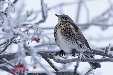 Fieldfare