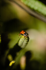 Close up of a ladybug on a lavender plant