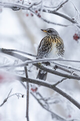 Fieldfare