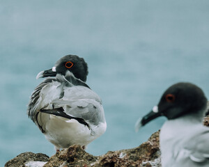 Lava Gull resting on a rocky shore with lush vegetation at North Seymour, Galapagos, Ecuador