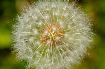 Close up of a dandelion on green background