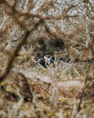 Magnificent frigate bird juvenile in North Seymour Galapagos