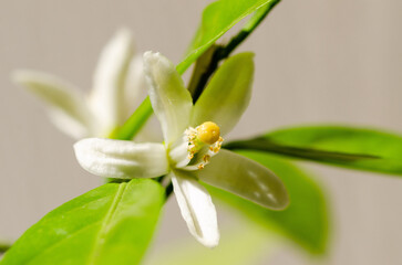 Close up of a white citric flower