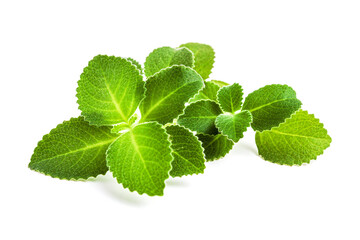 Sprig leaves of fresh mint on white background. Green peppermint for cooking and decorating dishes.