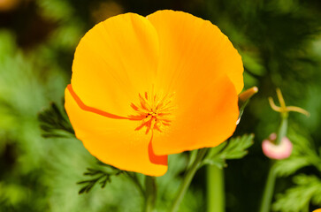 Fototapeta premium Close up of an orange flower