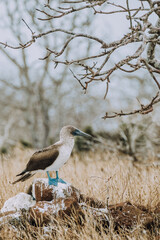 Blue Footed booby on North Seymour, Galapagos
