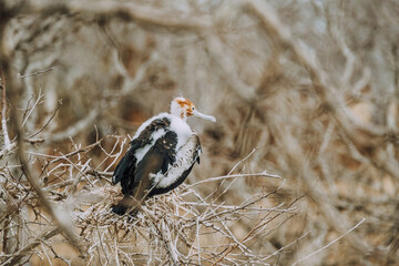Chick of Magnificent Frigatebird on North Seymour, Galapagos Islands