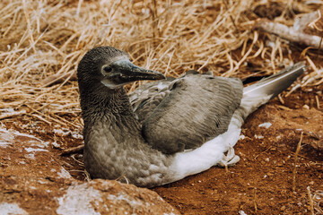 Young blue footed booby in the nest