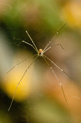 Close up of a long legged spider