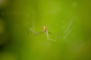 Close up of a long legged spider