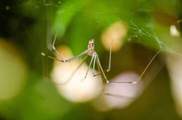 Close up of a long legged spider