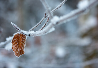 a frozen leaf with hoarfrost in deepest winter