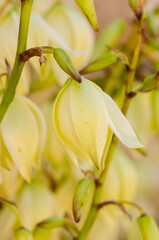 Obraz premium Close up of white magnolia flowers