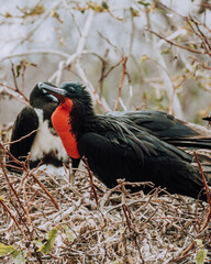 Couple of Magnificent frigate birds in nests in North Seymour Galapagos